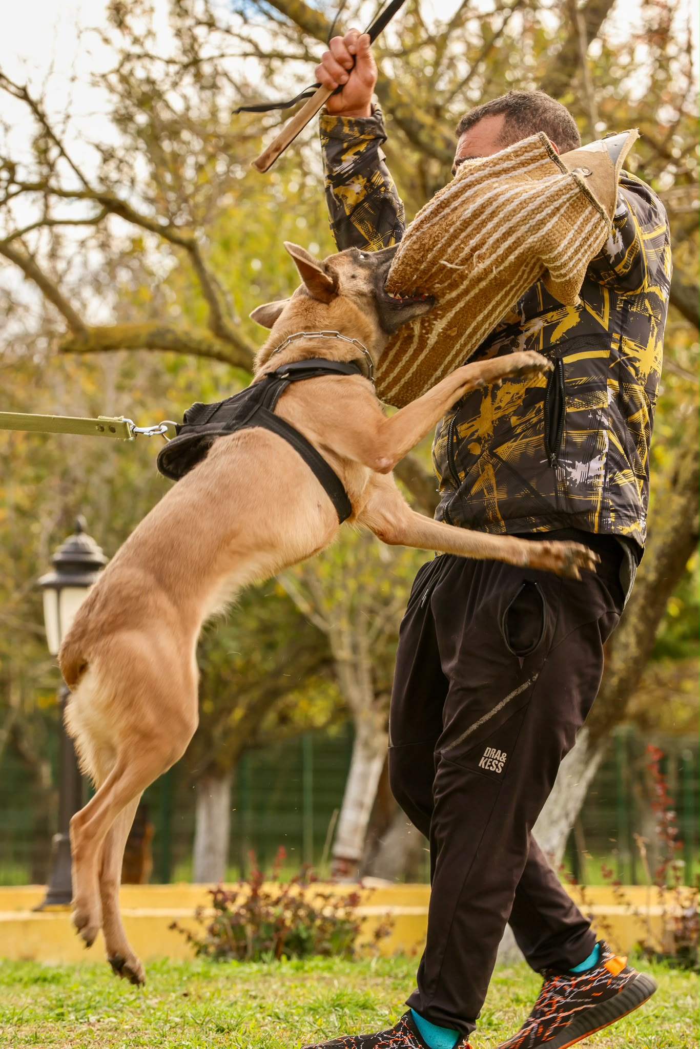 Anadolu Yakası Köpek Eğitimi — Uzman Kinoloji Rehberi